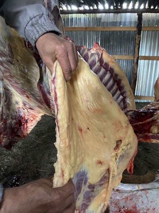 Жабағы соғым лошади