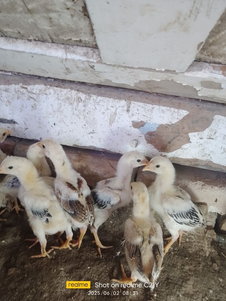 Kulangi jujalari sotiladi