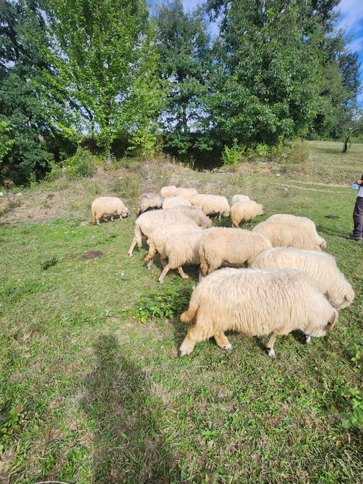Oi și iede de prasila