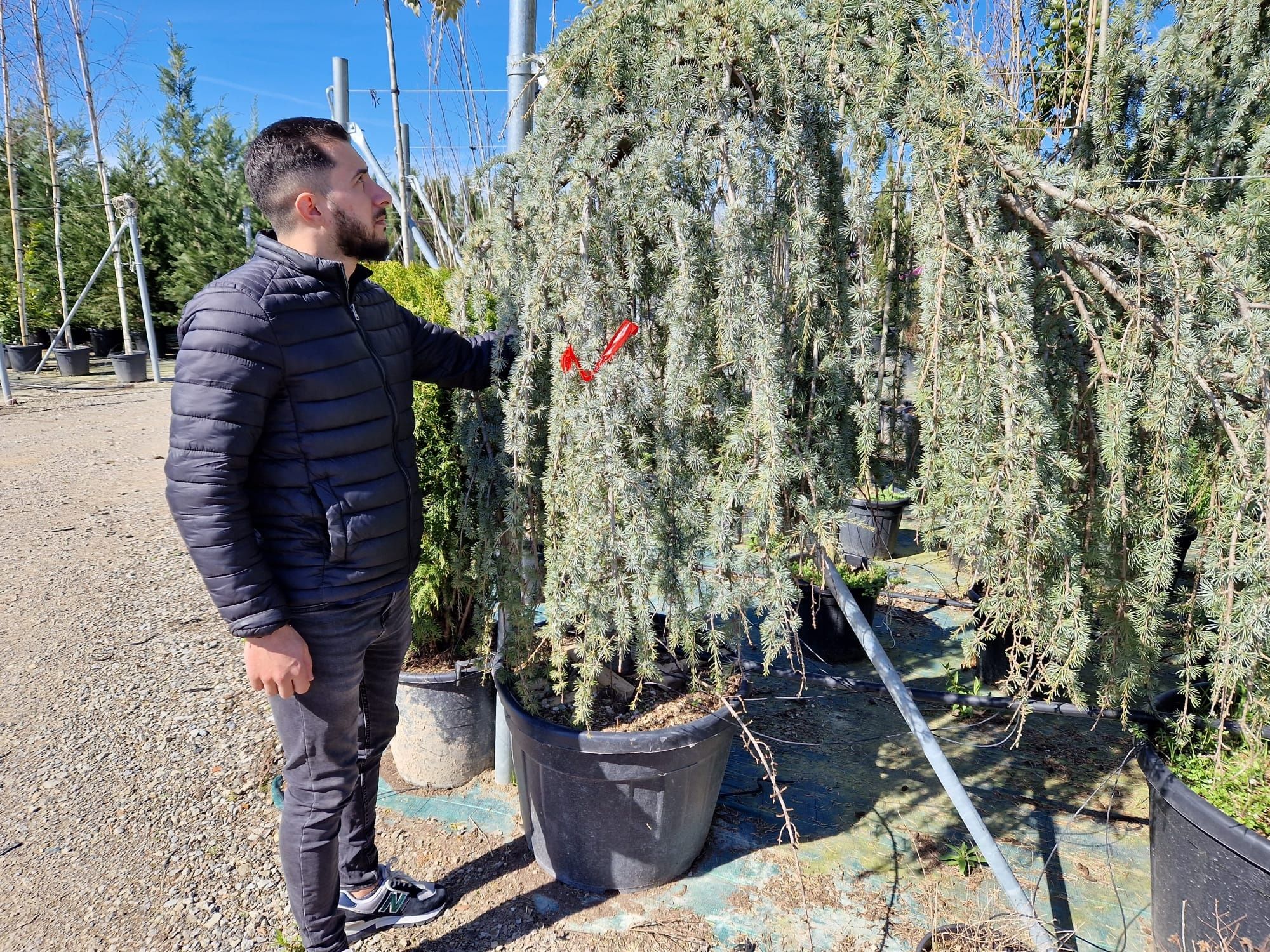 Cedru - cedrus atlantica glauca ( argintiu, blue, verde ) libanez