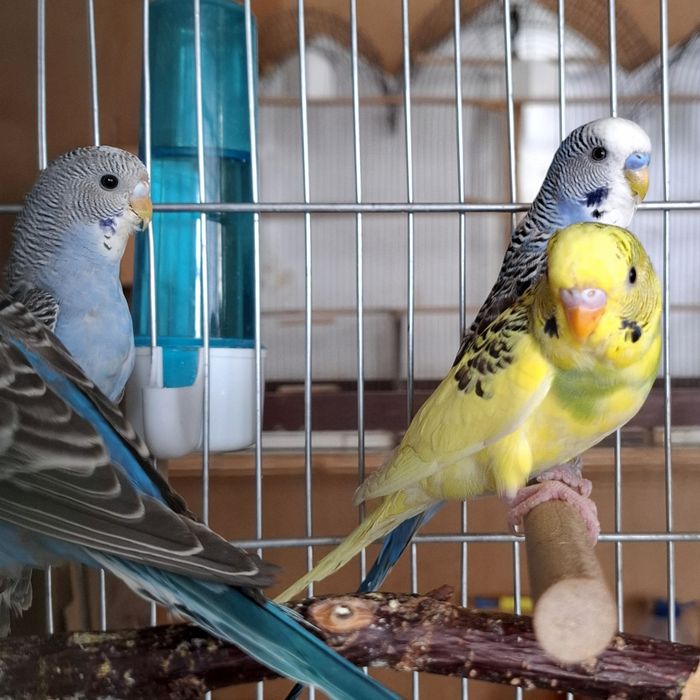 Волнистый попугай, молодые. Цена окончательная.