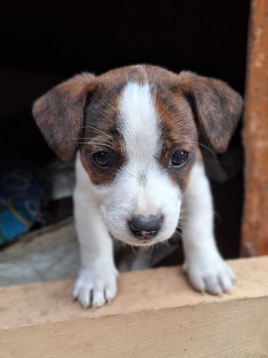 Jack Russell Terrier
