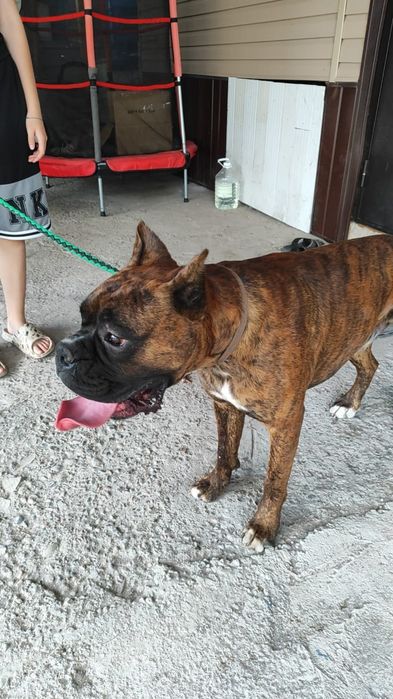 Продам боксер 1.5 года не развязанный купированый