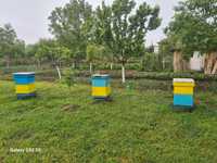 селски пчелен мед в глинени гърненце