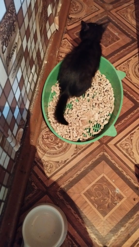 Отдам даром котят