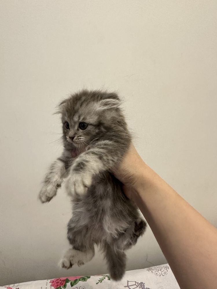 Продаёться кошка