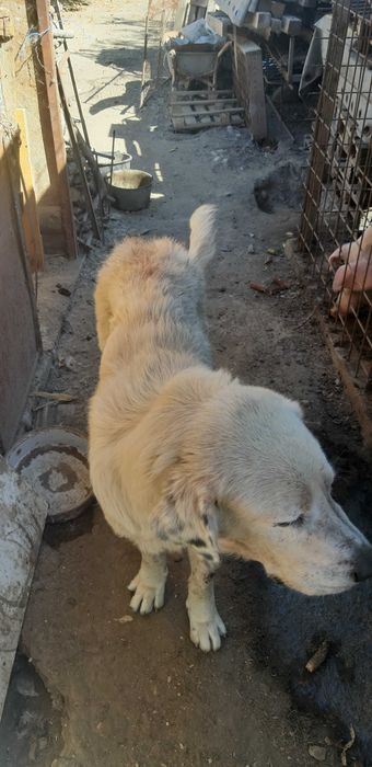 Dau caine ciobanesc de  bucovina alb pe 2 caprite de prasila