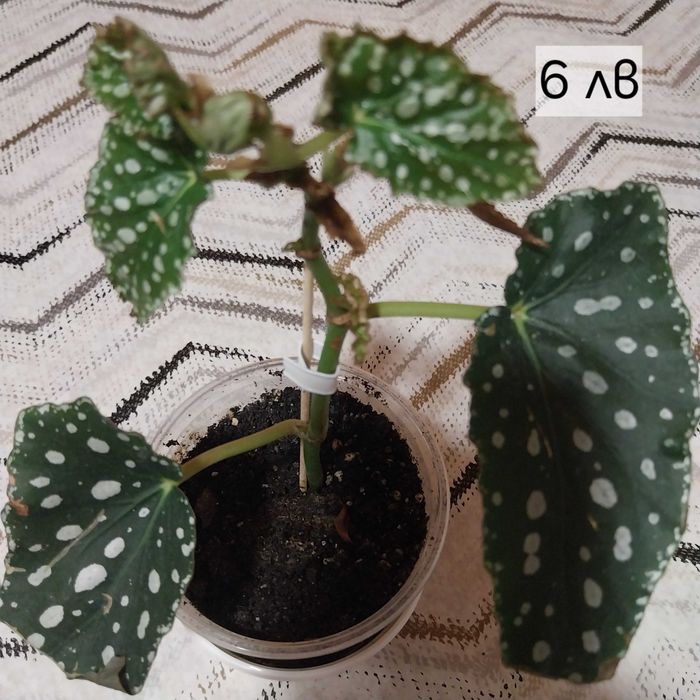 Стайни цветя в продажба