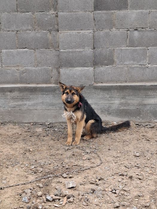 Щенок немецкой овчарки