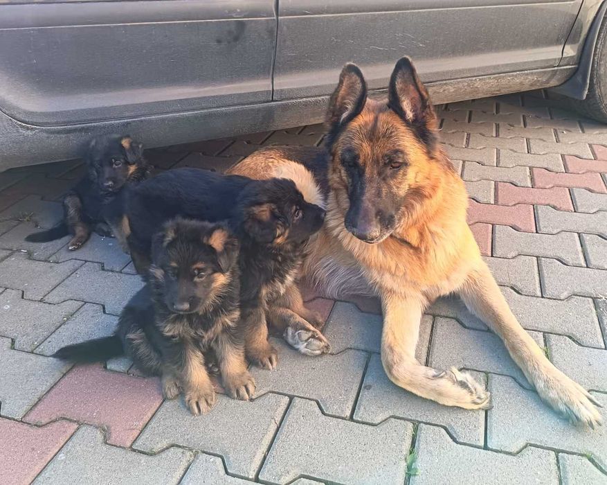 Pui Ciobănesc German cu PEDIGREE,  linie de show