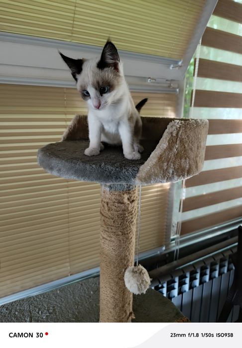Кошечка 1.5 месяца