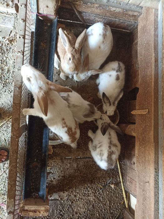 Quyonlar optom 35 000