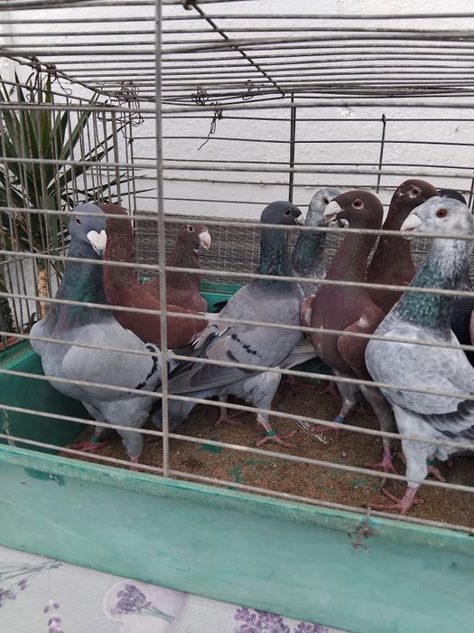 Porumbei germani de expozitie