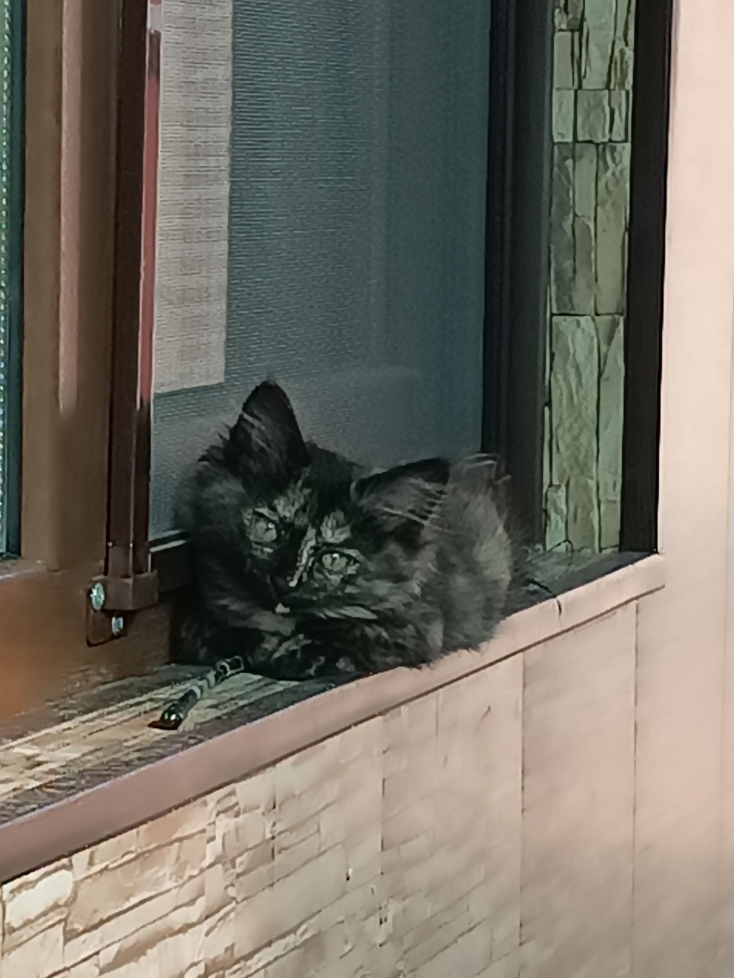 Отдам милых котят в хорошие руки