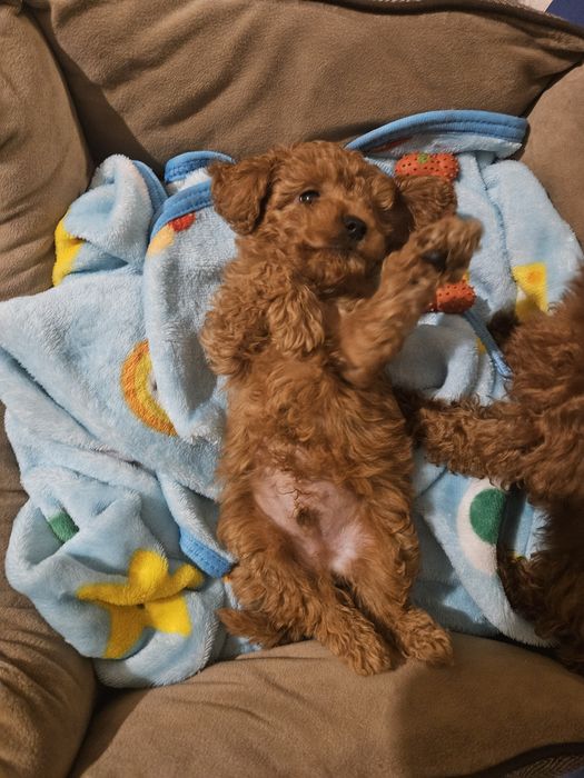 Червено тийкъп /той пуделче момченце