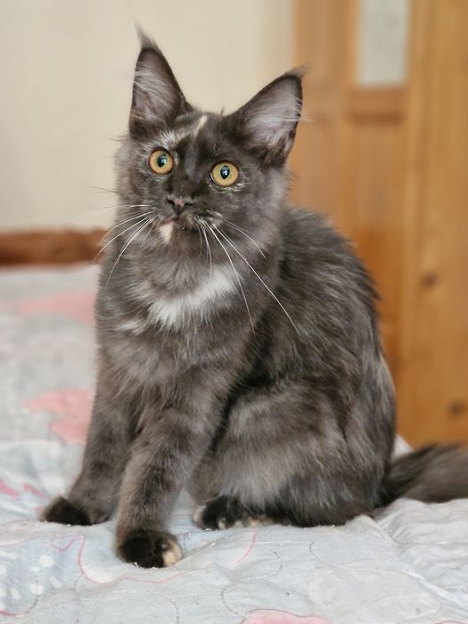 Котета Мейн Куун