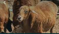Кой токты сатамын продам овец  токты на мясо и на развод цена от 40000