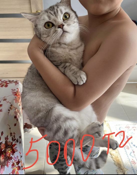 Продам шотландскую кошку