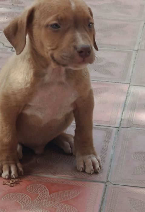 Питбуль сотилади Rednous