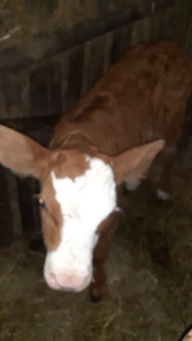 Vițel baltata germană