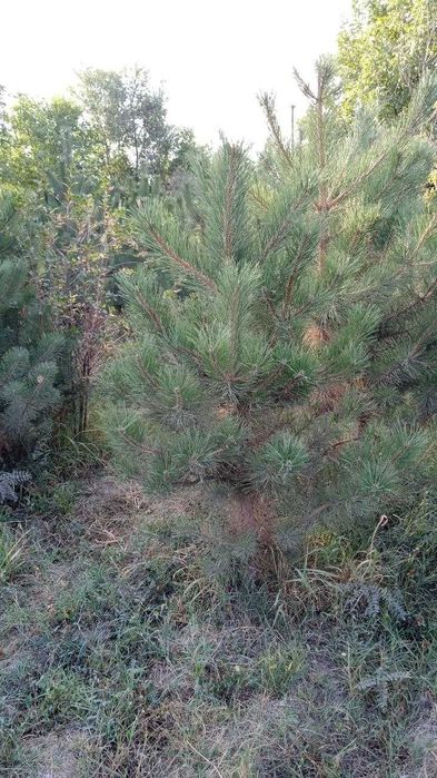 Qrim sosna kòchati 1.5 metrdan 4 metrgacha pishniy