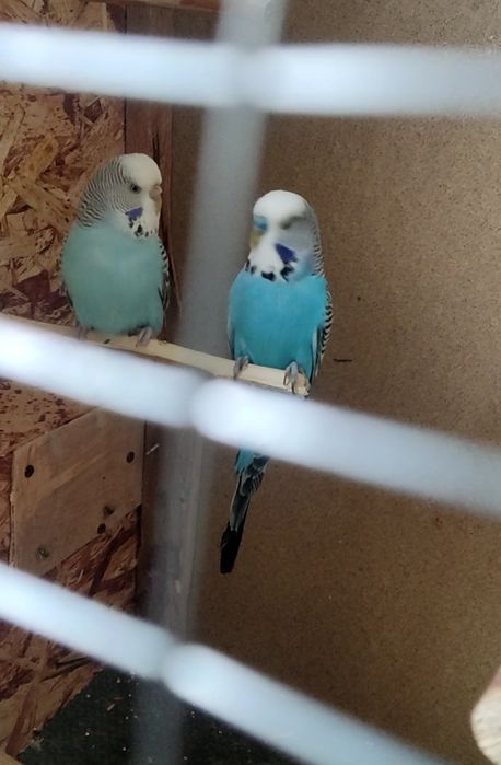 Сотилади папугай