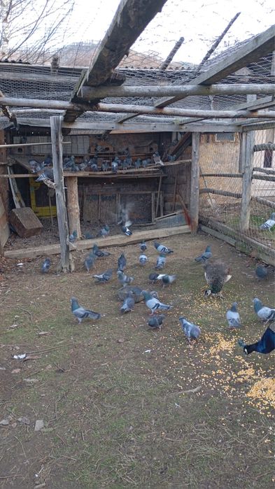 Vand porumbei voiajori