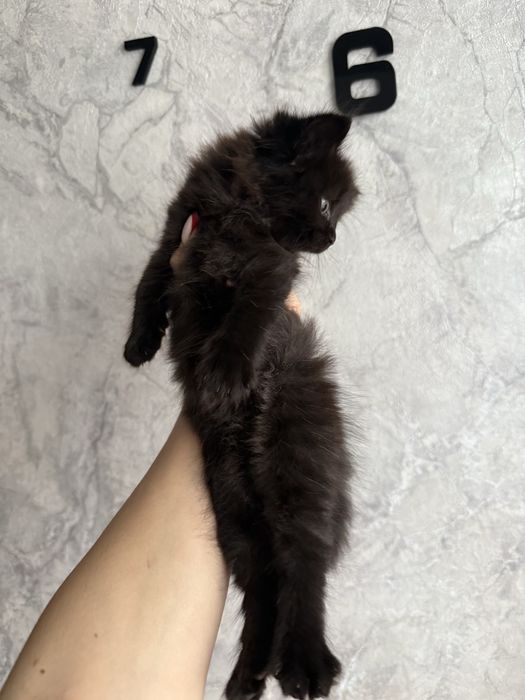 отдам котенка красивую девочку