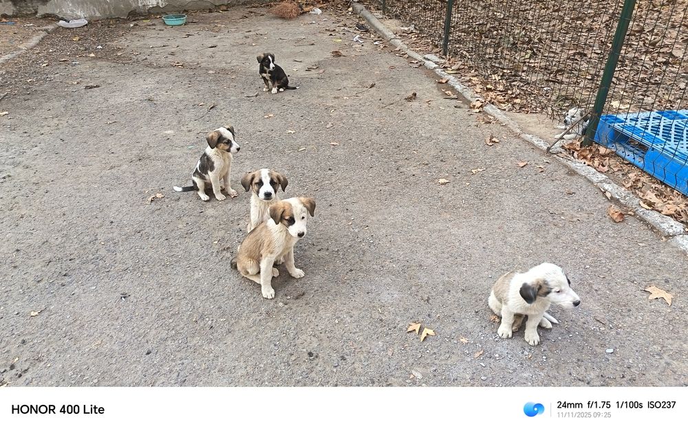 Щенки в хорошие руки. Отдам.