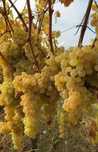 Struguri premium pentru vin - direct de la producător