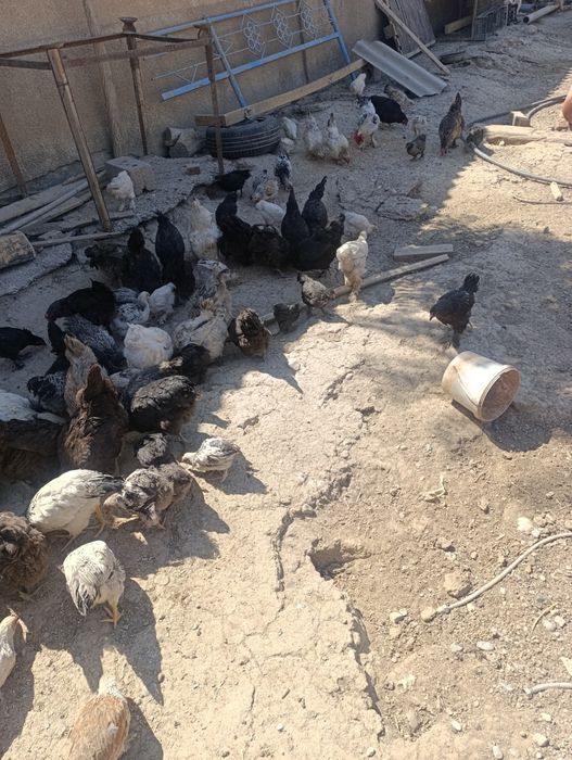 Продам питухи сцеплять