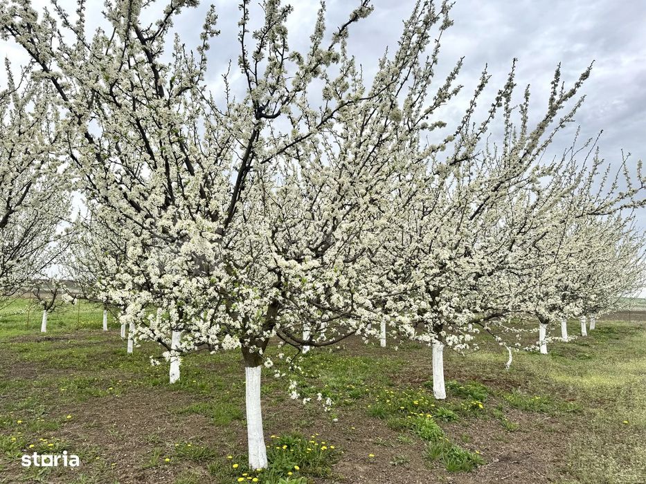 Livada+gradina, teren intravilan 2902mp, Damienesti-Bacau, comision 0