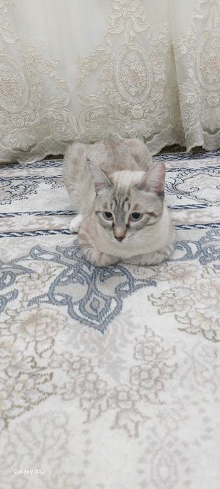 Продается кошка, не стерилизованна.