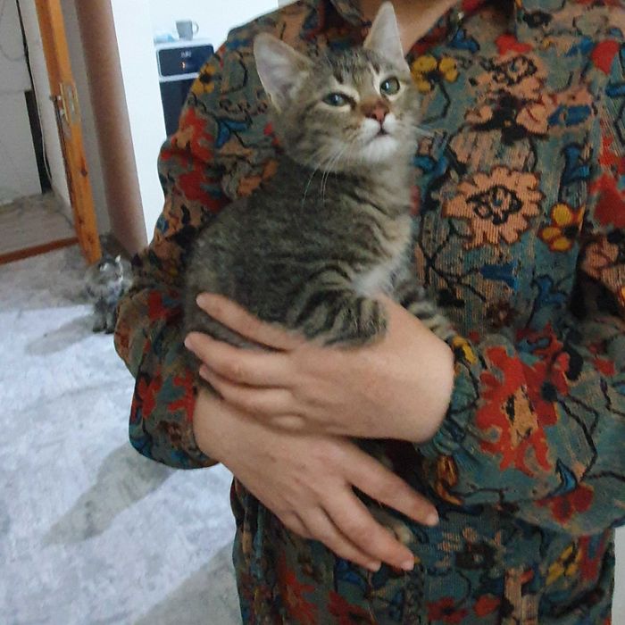 Котёнок отдам в хорошие руки