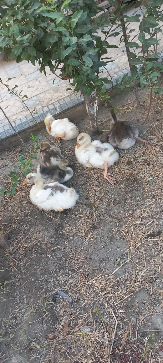 Продаётся гуся срочно