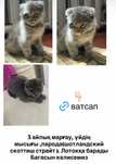 3 айлық марғау, сұр түсті әдемі,