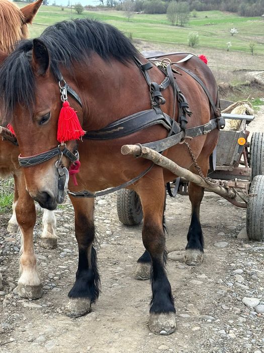 Vand mânză de 2 ani și 4 luni cu mânz de 1 luna (gestantă cu ecograf)