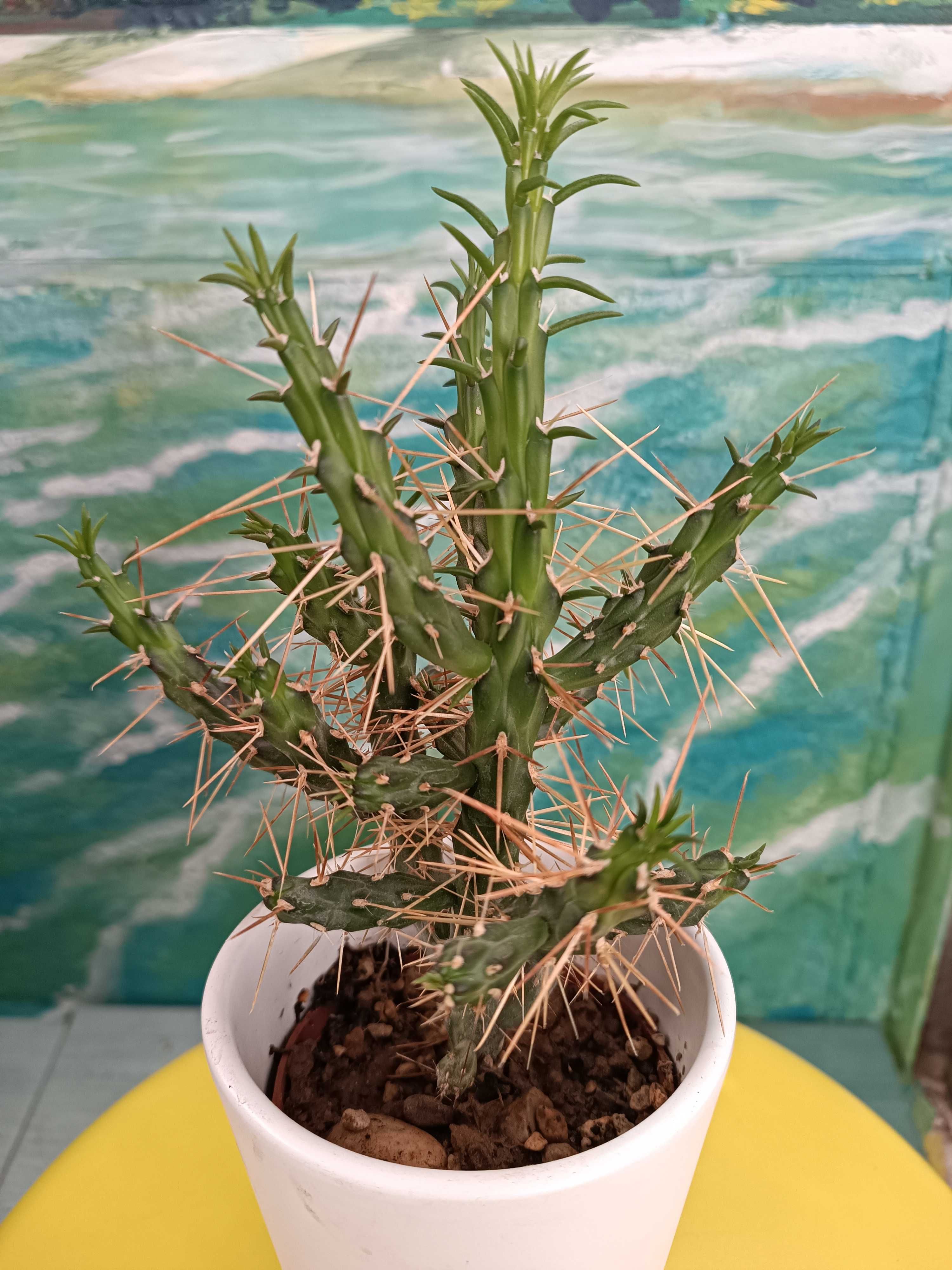 Кактус студоустойчив от вида Cylindropuntia imbricata