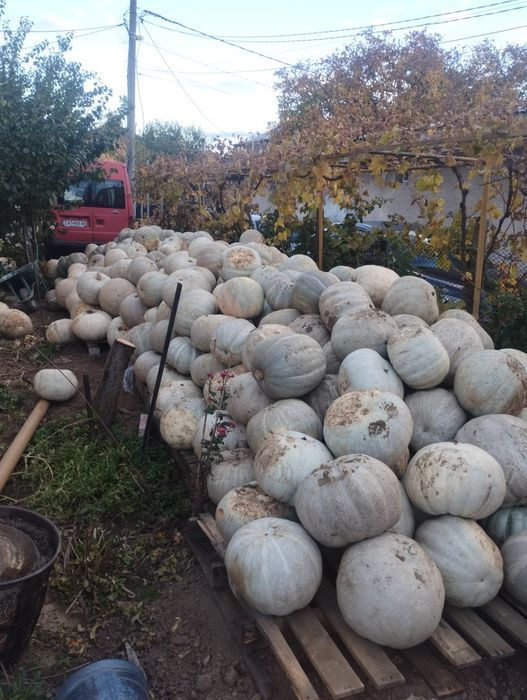 Тиква Кестен собствено производство