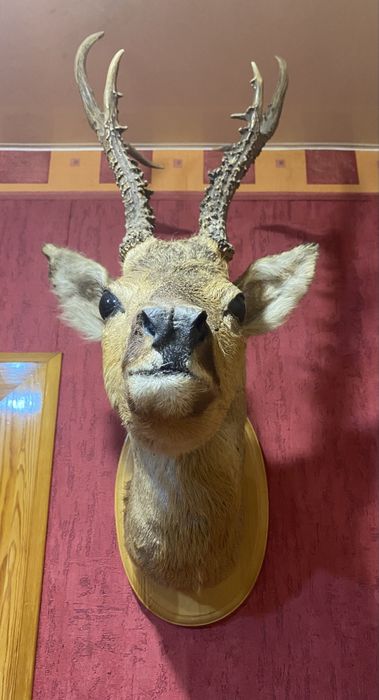 Чучело головы косули