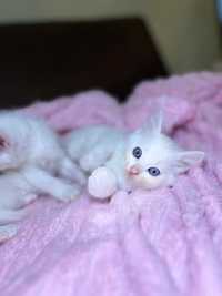 белые котята ангоры
