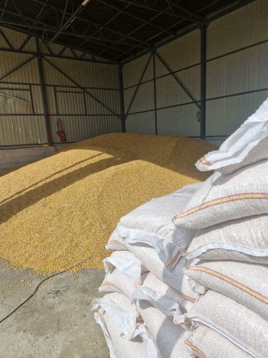 Porumb boabe  – vrac sau ambalat