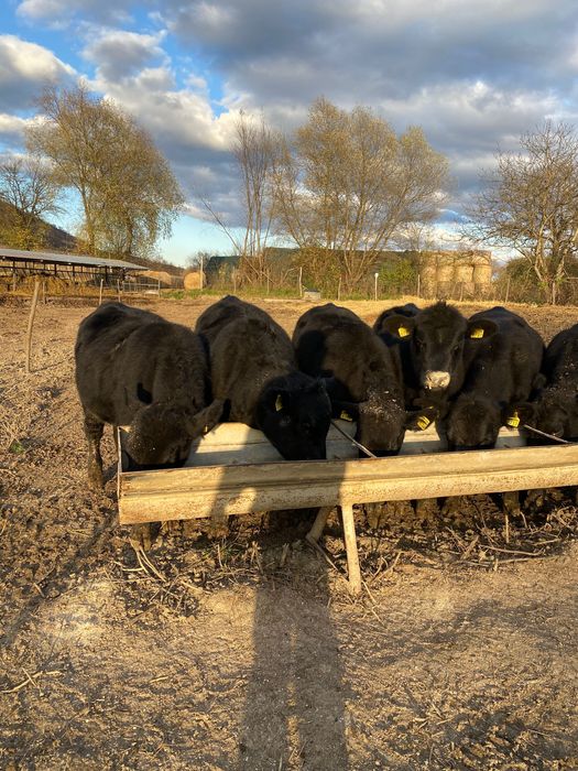 Vitele Angus de reproductie