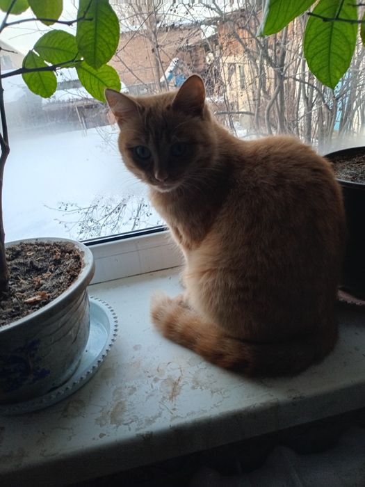 Отдам кота в добрые руки