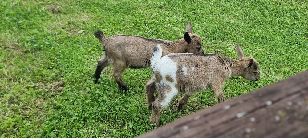 Familie capre pitice olandeze