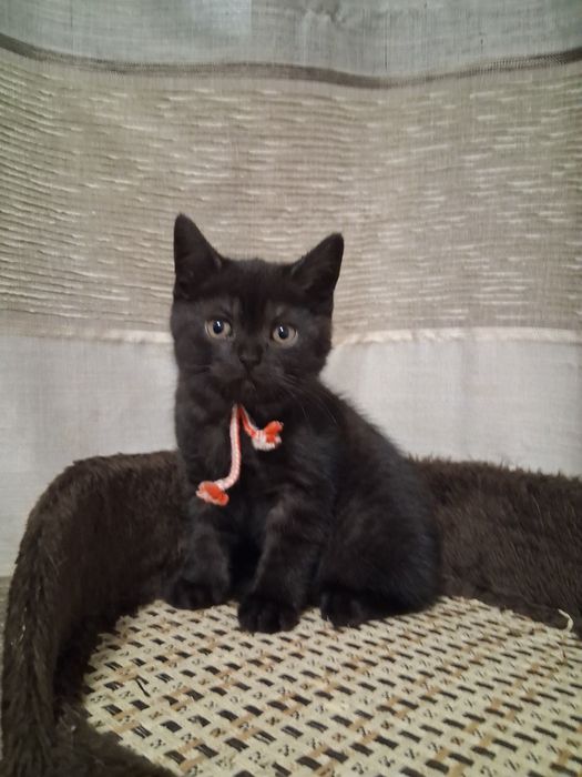 Остава едно момиче