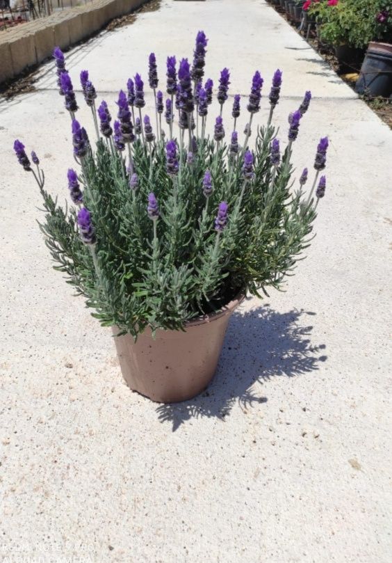 Aloe vera razmarin, lavanda ko' chatlari sotiladi