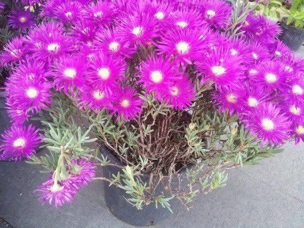 Ледено цвете /Fiori di Pinka Ice Plant  Делосперма