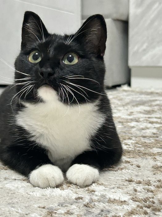 Отдаётся в добрые, заботливые руки замечательная кошка.