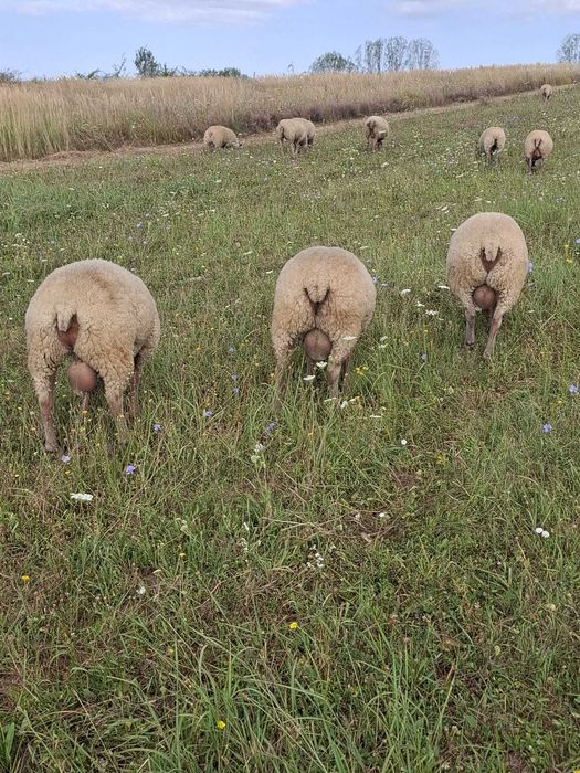 Berbeci de prasila,rasa de carne Rouge de l'Ouest
